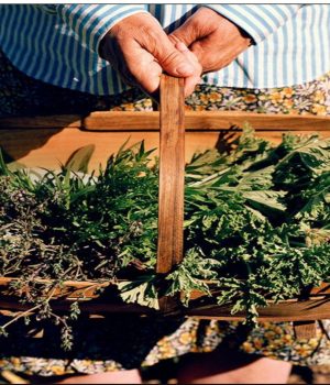 gathering herbs (1)