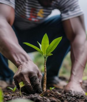 planting